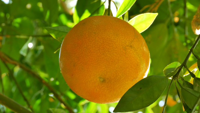 桔子橘子柑橘_阳光果园果树丰收