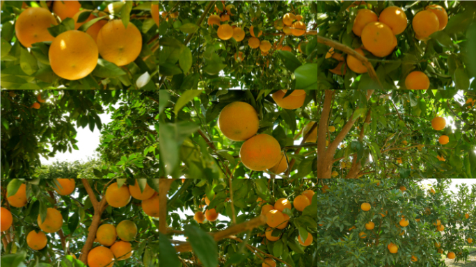 桔子橘子柑橘_阳光果园果树丰收
