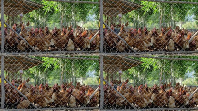 笼子里的鸡农村土鸡养殖业三农经济