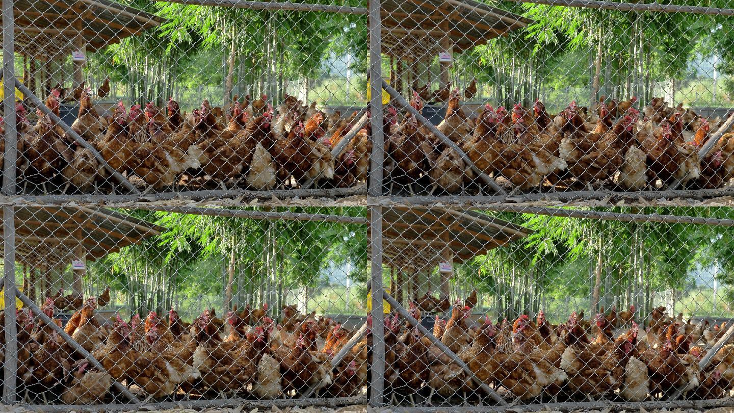 笼子里的鸡农村土鸡养殖业三农经济