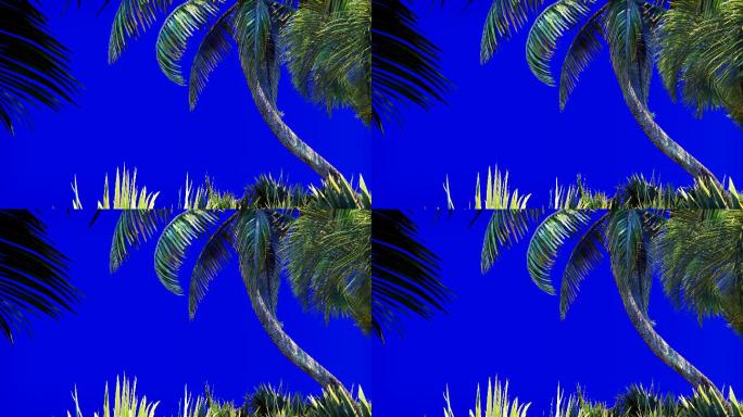 蓝色屏幕上的棕榈树