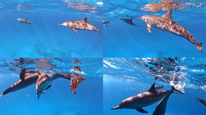 海豚的家庭海底世界海豚游动