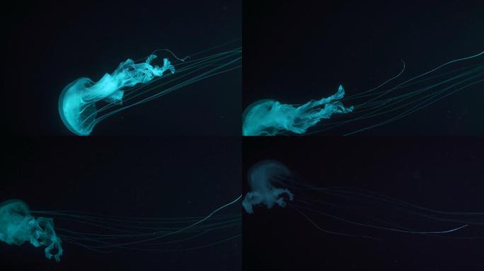 水母宣传片视频素材三维动画特效