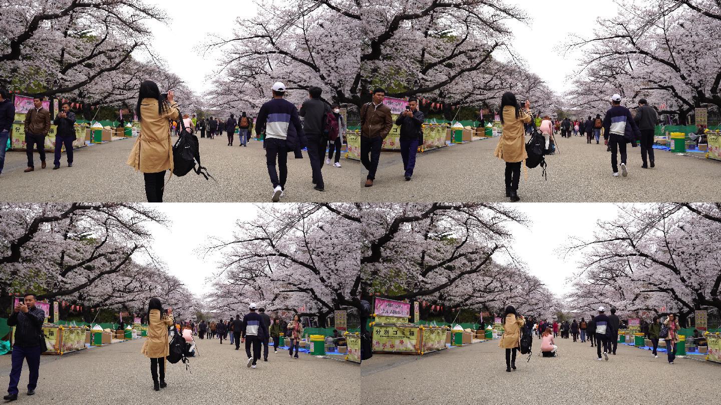 上野公园的樱花节国外外国日本绽放大道