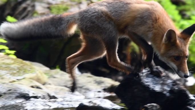 红狐野生动物世界国家保护大自然非洲