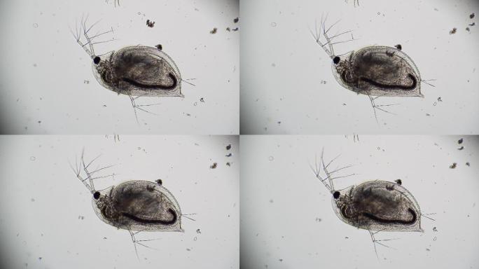 显微镜下的实验室生物学研究主题