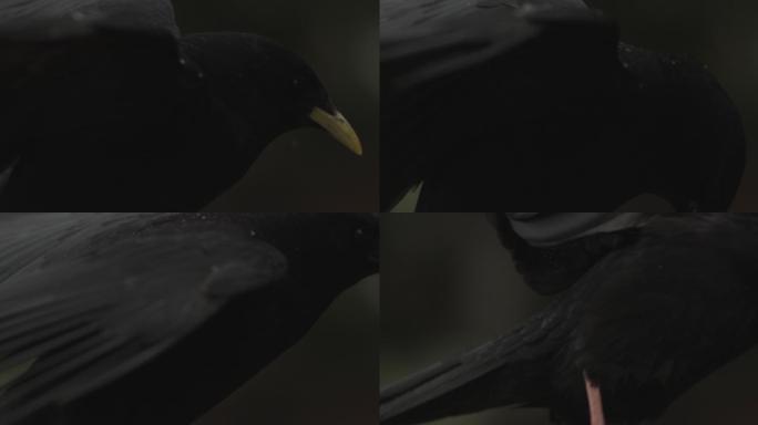 黑色鸟的慢动作起飞