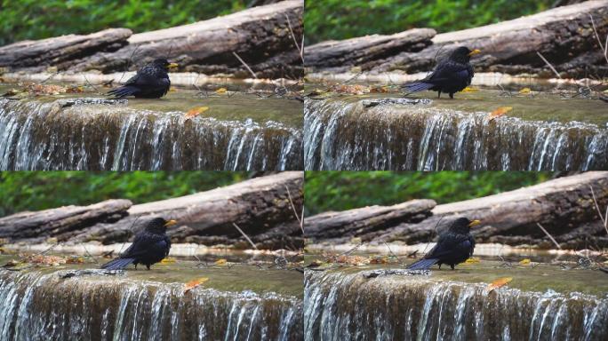 鸟洗澡喝水与瀑布溅水的慢镜头。