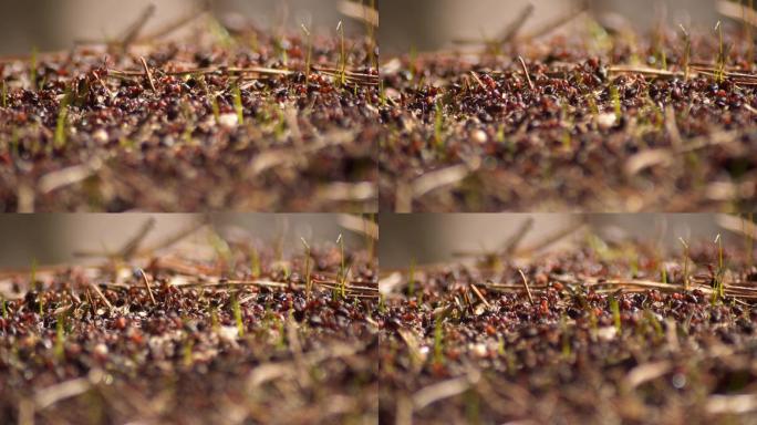 大红色的蚂蚁红火蚁虫害蚁害蚁群