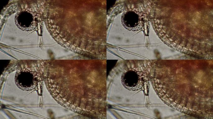 水蚤在显微镜下有一个大的头部特写眼睛