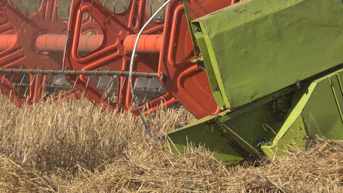 农用联合收割机在夏季收割废弃的小麦。