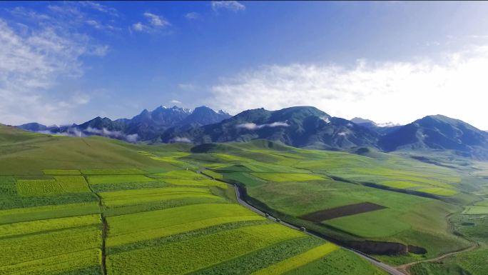 航拍青海海北祁连牛心山油菜花4K山哈达云