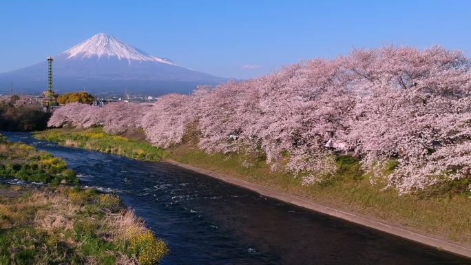 日本东京花海春天百花绽放风景梅花花开樱花