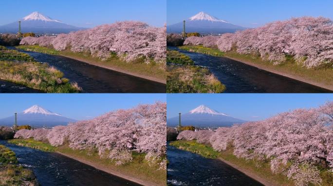 日本东京花海春天百花绽放风景梅花花开樱花