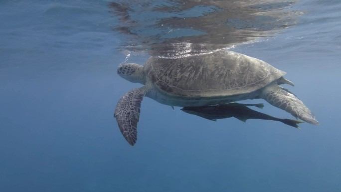 大海龟潜水换氧大自然生态保护