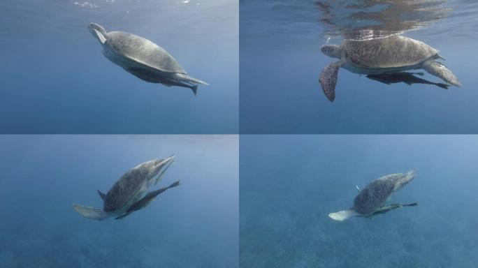 大海龟潜水换氧大自然生态保护