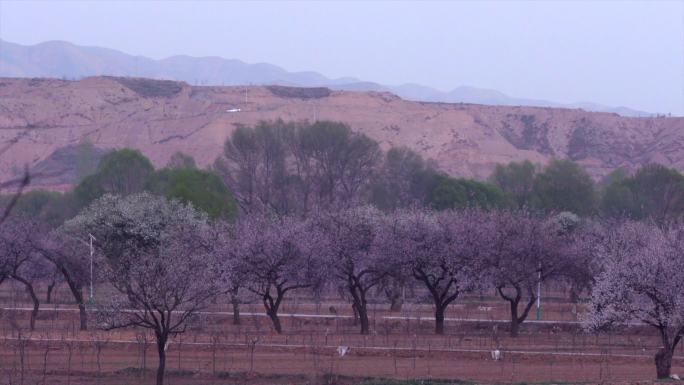 意境唯美杏花大景