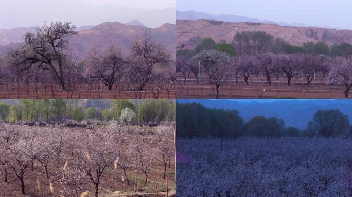 意境唯美杏花大景