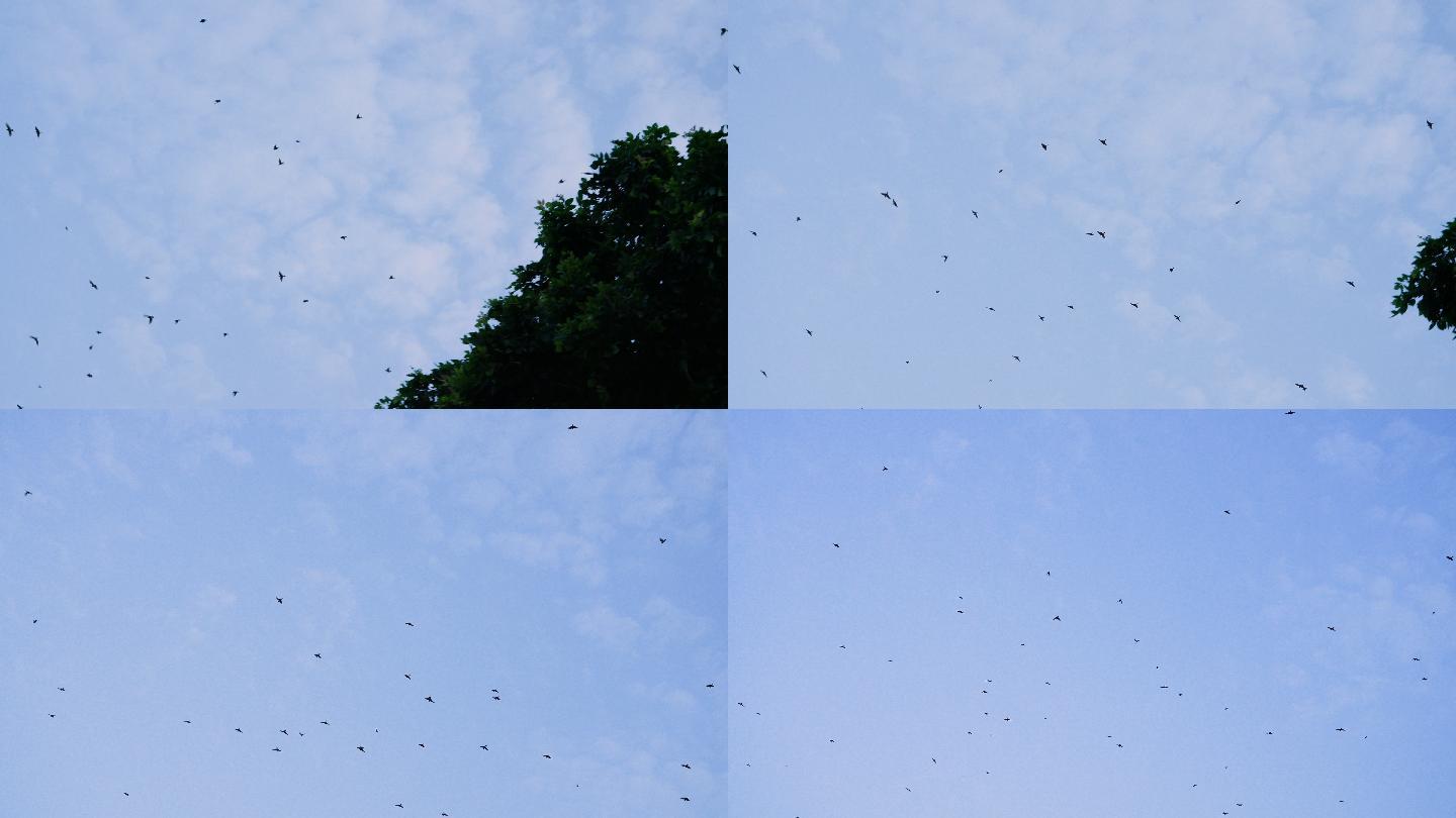 4K鸟群在自然中飞翔
