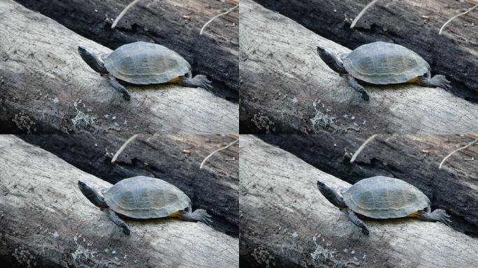 一只亚洲叶龟趴在倒下的树上