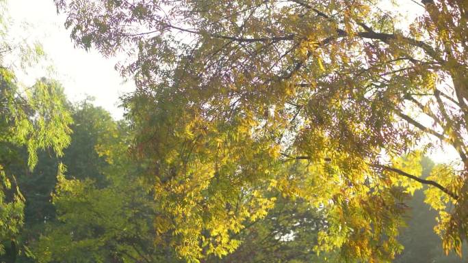 秋风落叶唯美自然树枝树叶