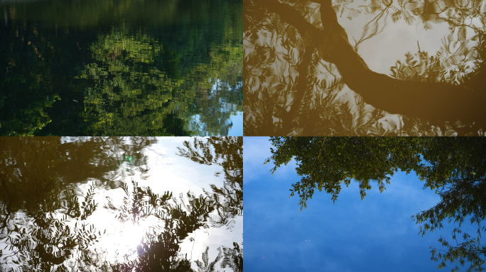 树木树叶在水中的倒影水波纹涟漪视频素材