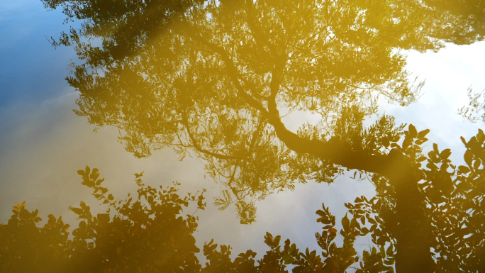 树木树叶在水中的倒影水波纹涟漪视频素材