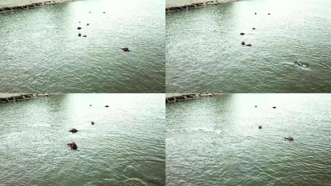 无人机拍摄的河马在一个湖里