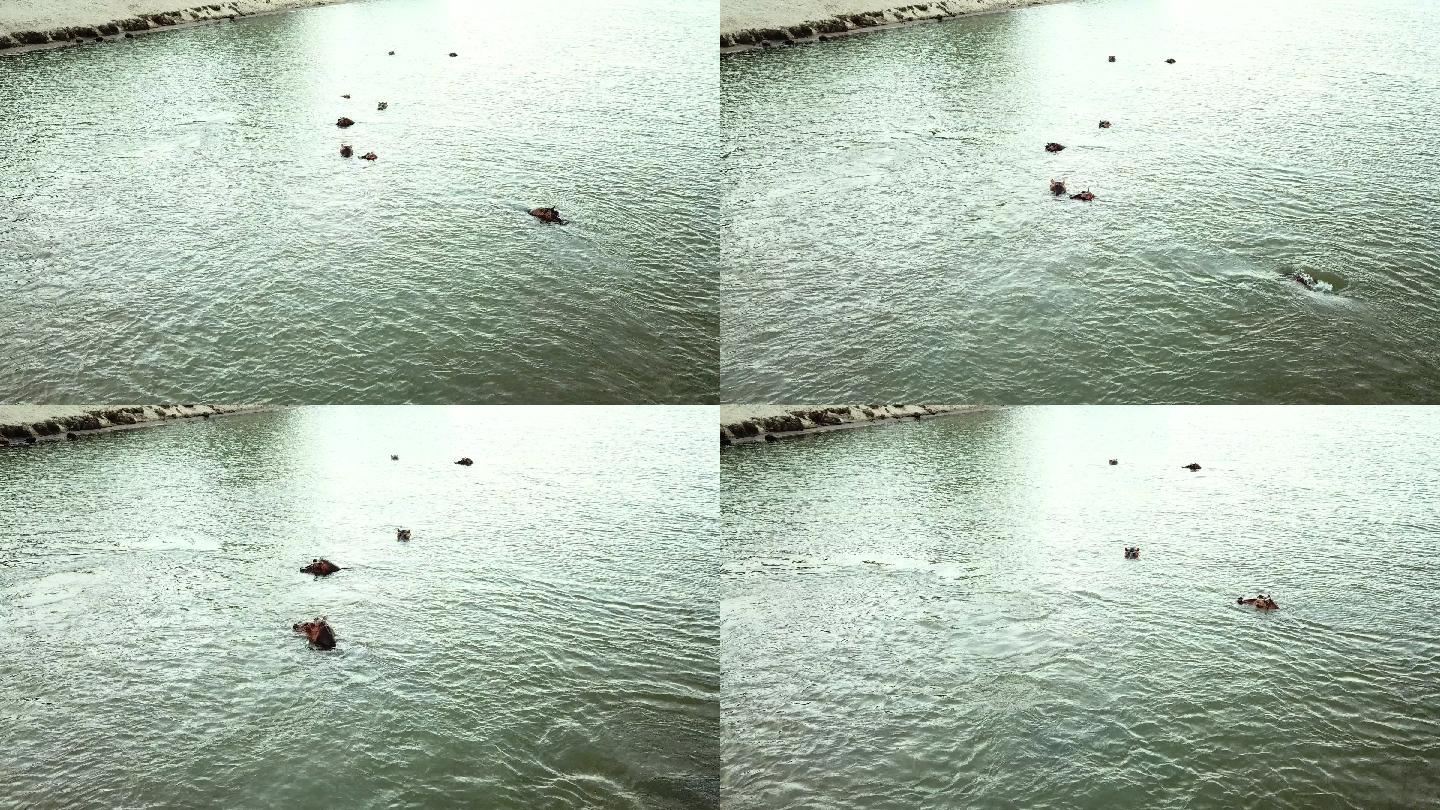 无人机拍摄的河马在一个湖里