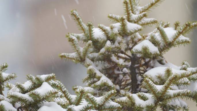 寒冷冬季下雪天的绿色植物和树木