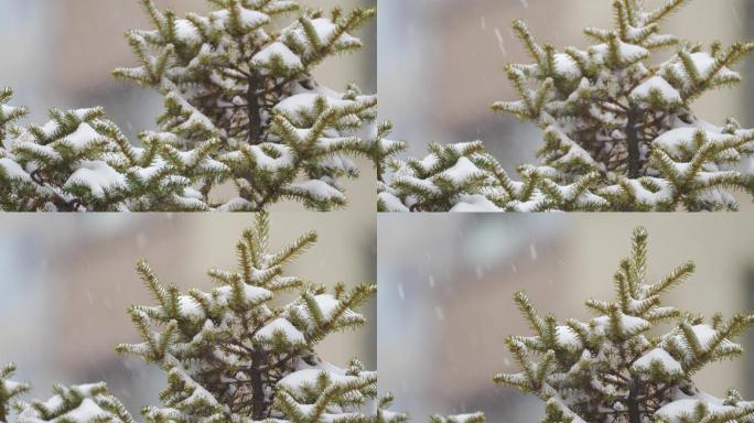 寒冷冬季下雪天的绿色植物和树木