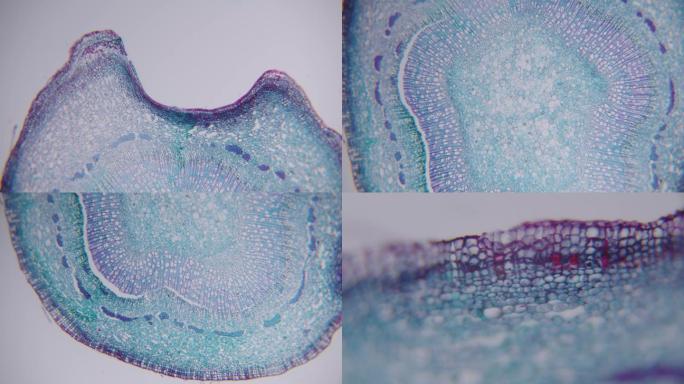 显微摄影-植物茎横切