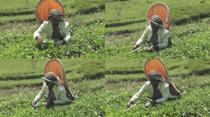 妇女在采摘茶叶欧美外国人优雅白人黑人采茶