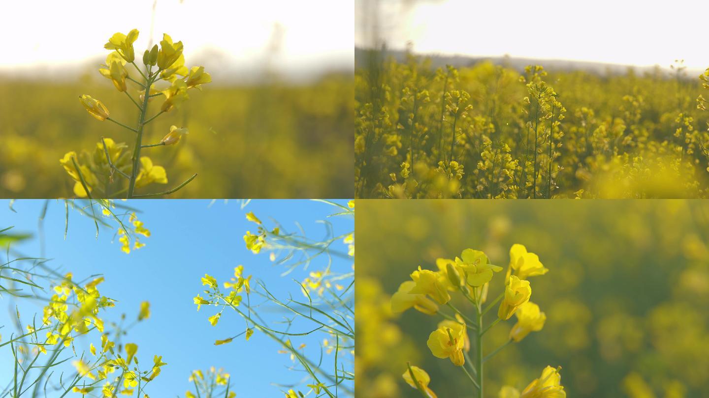 成片油菜花花海