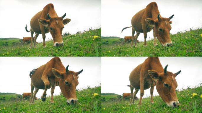 中国贵州乌蒙大草原放牧牛