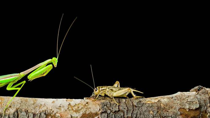 螳螂抓蟋蟀的微距镜头