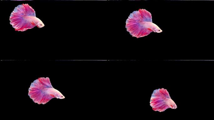 暹罗斗鱼合成素材元素慢动作升格镜头鱼