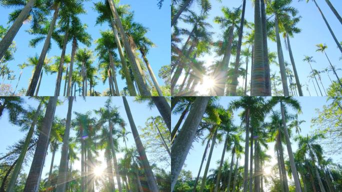 唯美夏天阳光棕榈树林大王椰子树合集