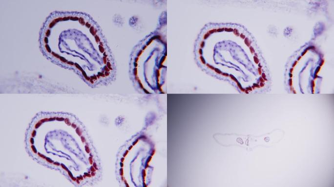 显微摄影-荠菜幼胚切片