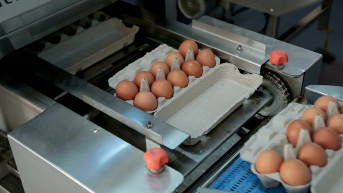 产蛋包装流水线养鸡场