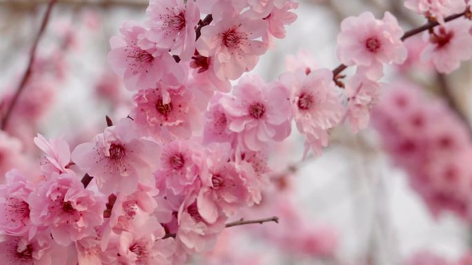 实拍梅花、红梅花、鲜花盛开 03