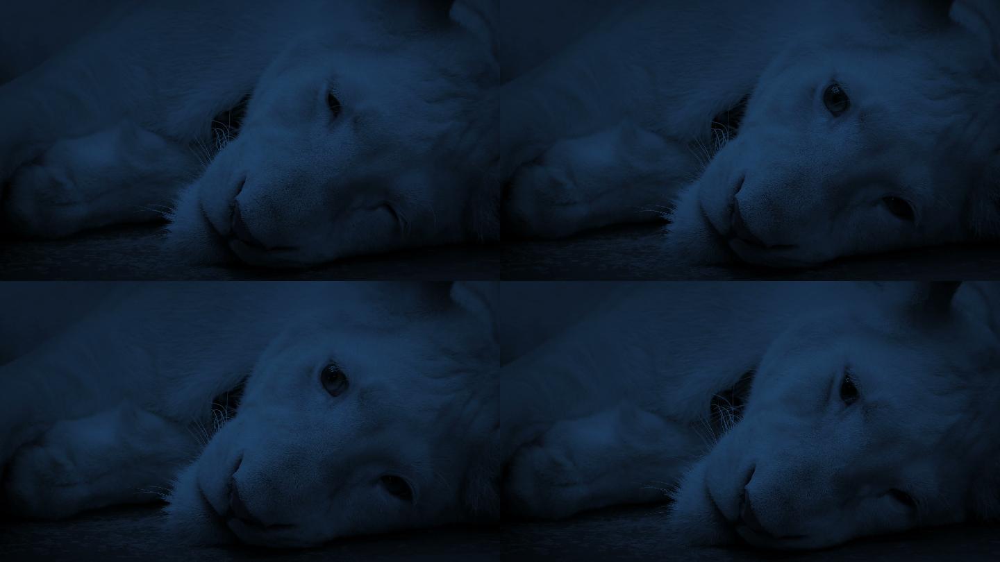 晚上睡觉的狮子