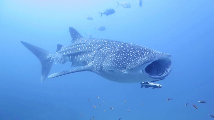 在安达曼海下，鲸鲨游过镜头