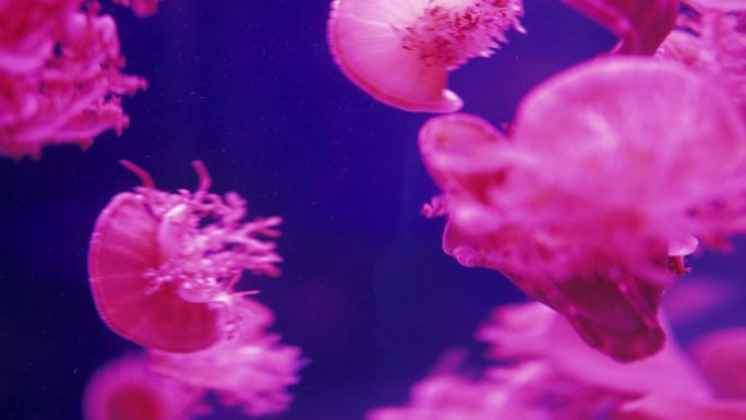 水母自由游泳在水族馆
