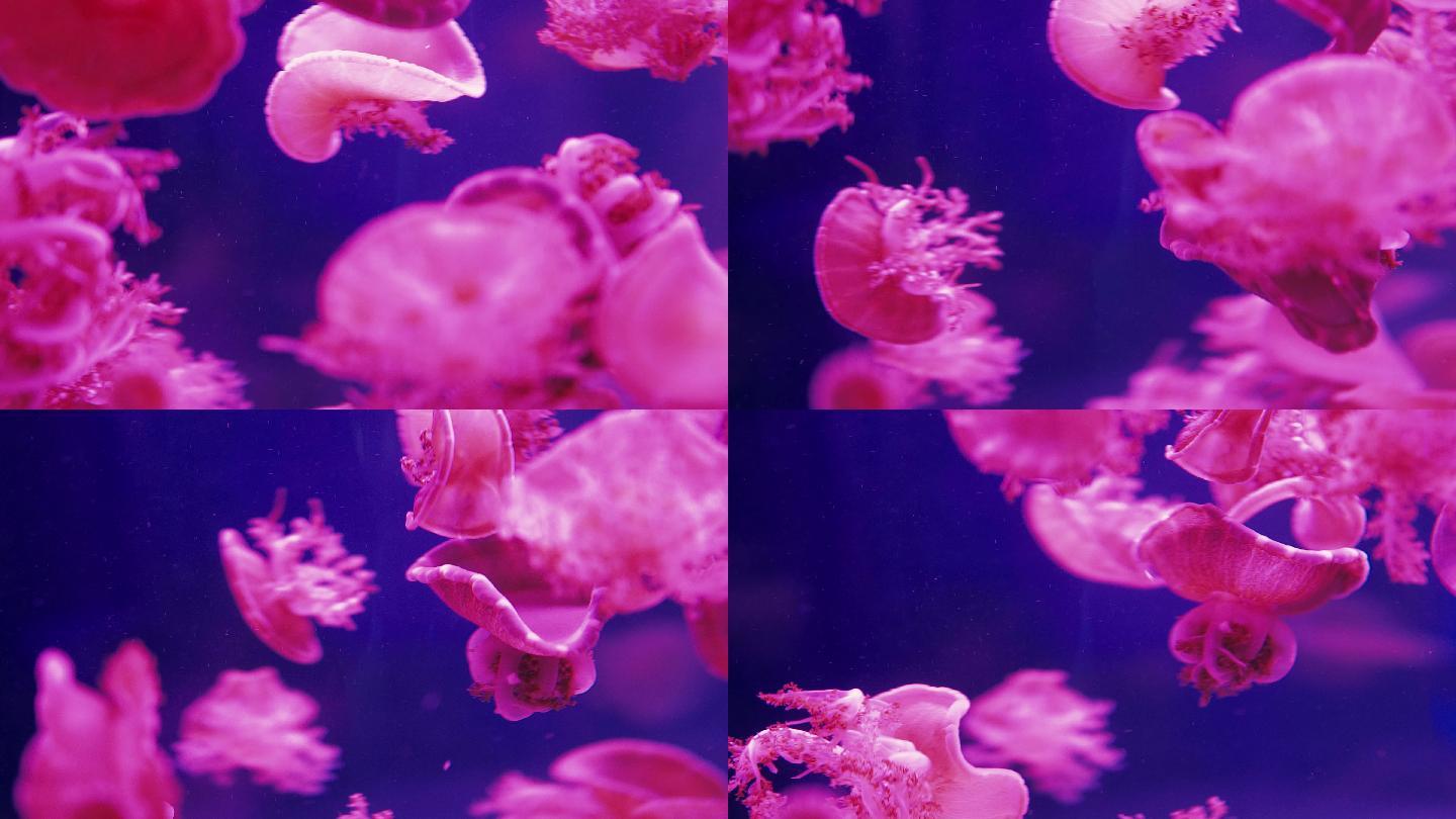 水母自由游泳在水族馆