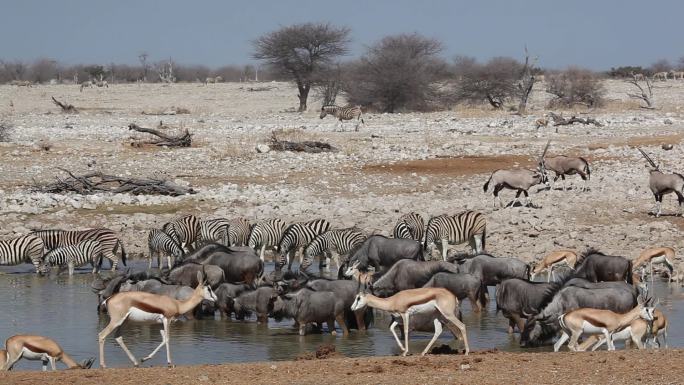 斑马，角马，跳羚和大羚羊聚集在一个水坑