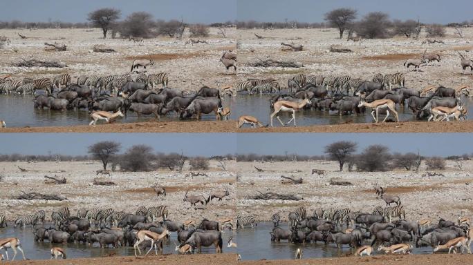斑马，角马，跳羚和大羚羊聚集在一个水坑