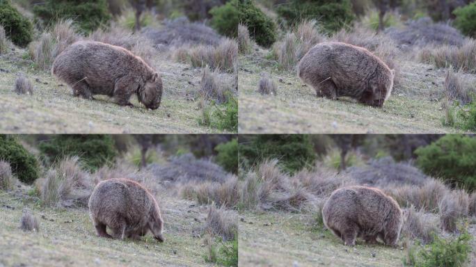 在澳大利亚的塔斯马尼亚，吃草的袋熊