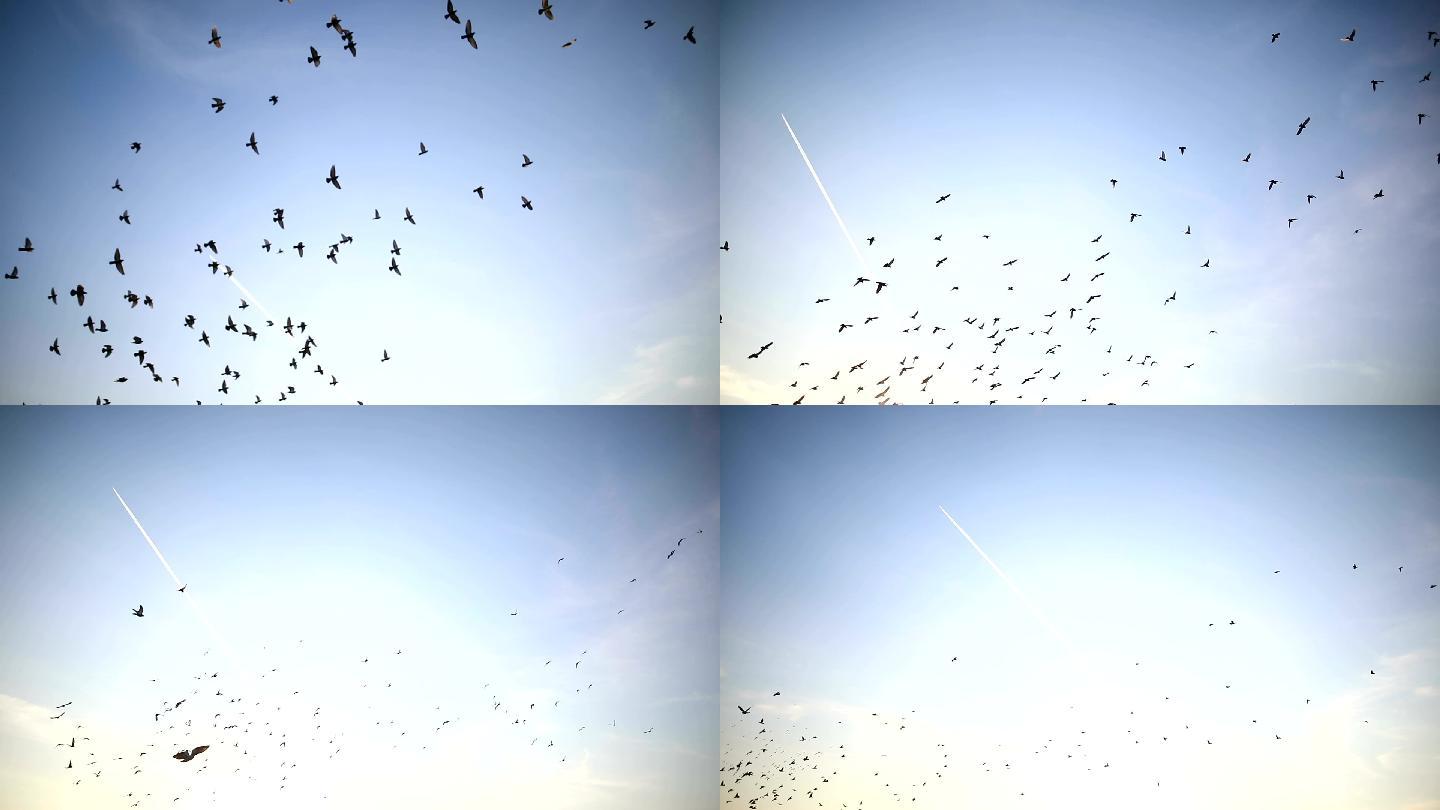 蓝天上飞鸟的剪影天空小鸟鸟儿飞翔大雁迁徙