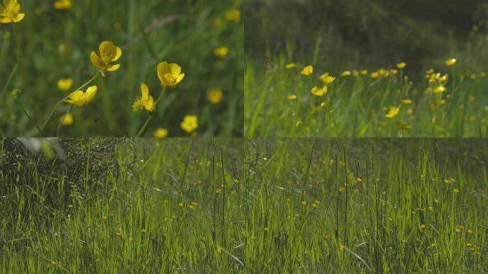 山间小野花